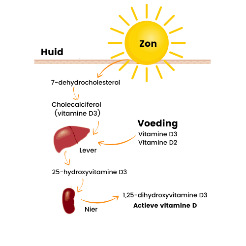 Vitamine D - oorzaken, gevolgen en